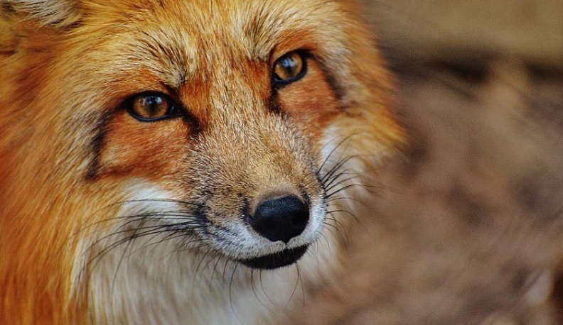 В Калужской области в 2021 году было выявлено 13 случаев бешенства