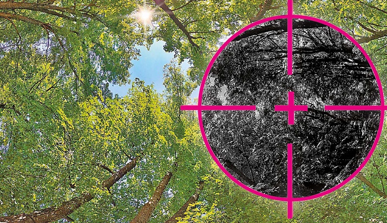 Кто с ружьём в лес пришёл…