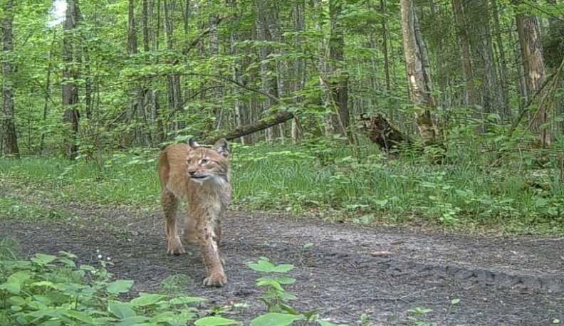 В «Калужских засеках» в фотоловушку попала краснокнижная рысь
