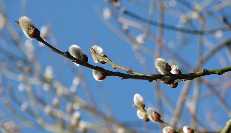 Весна возвращается в Калугу