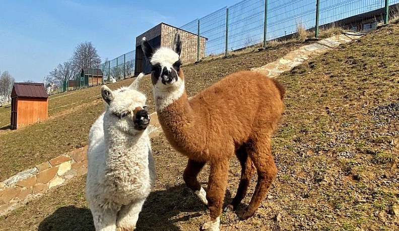 В Калуге после ремонта вновь открылся зоопарк