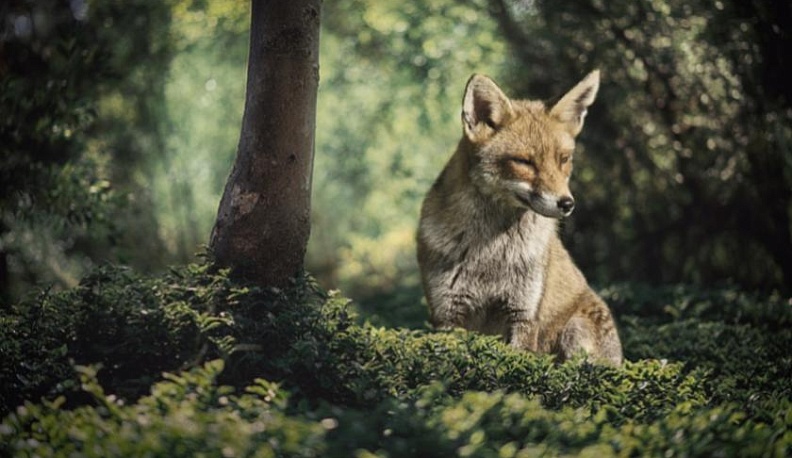 В Калужской области нашли бешеную лису