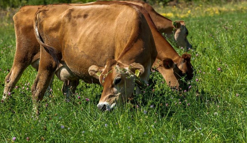 Регион получит 16 млн рублей на развитие агротуризма