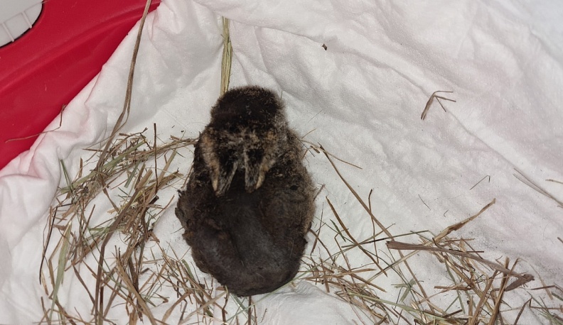 Обгоревший в Калуге зайчонок прибыл в Центр реабилитации диких животных в Домодедове