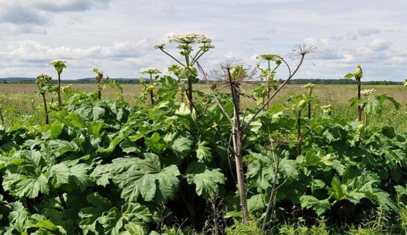 В Калужской области с борщевиком будут бороться в рамках благоустройства