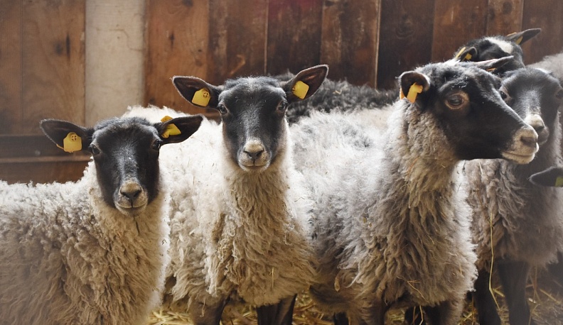 Людиновские краеведы отправились по следам промышленника XIX века