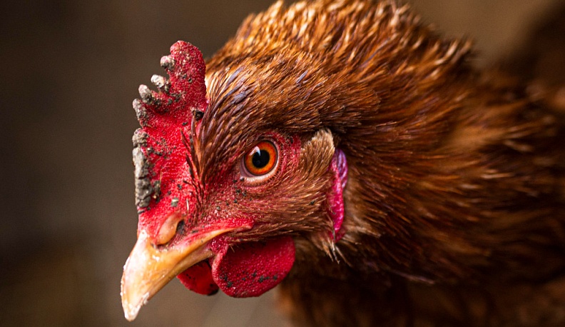 В Калужской области более 12 тысяч птиц уничтожат из-за вспышки птичьего гриппа