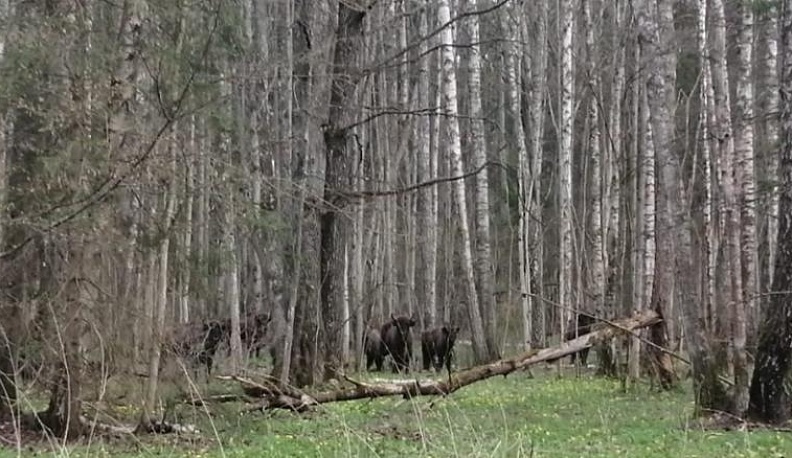 В "Калужских засеках" в объектив камеры попали новорожденные зубрята. Видео