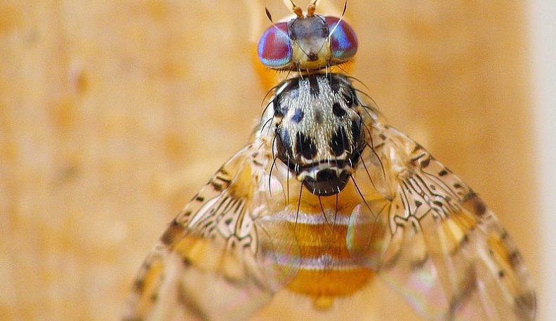 В Калуге обнаружили зараженные персики