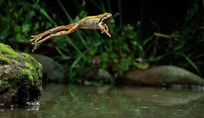 13 мая – День прыгающей лягушки