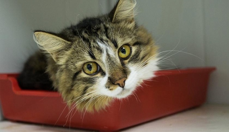 Сами по себе