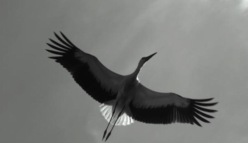 В метель и в снегопад над зимней Калугой кружит аист 