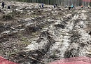 В Калужской области начались работы по восстановлению лесов