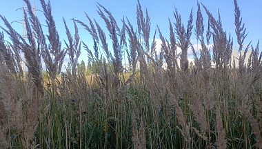 Калужскую компанию оштрафовали на 200 тысяч рублей за зарастание земель в Ульяновском районе