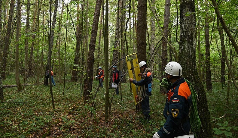 Идущие лесом