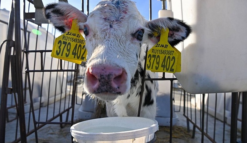 В Калужской области производство молока по итогам года превысит 500 тысяч тонн