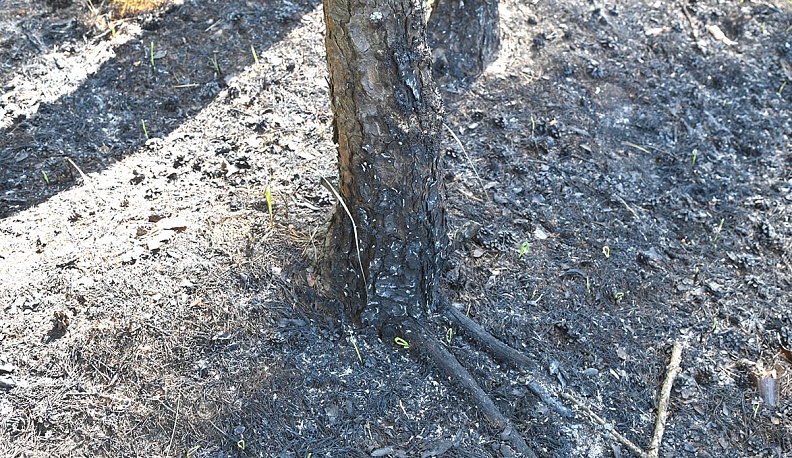 Лес горяч  и горюч