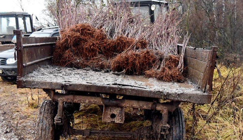 Импортозамещение помогает калужским аграриям закладывать новые сады