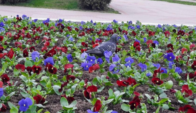 К майским праздникам в Калуге высадят свыше 20 тысяч цветов виолы