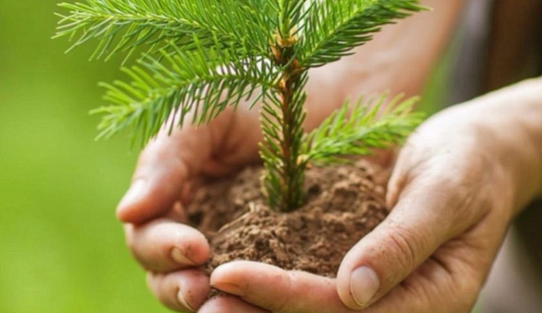 Калужские лесоводы поборются за звание лучшего