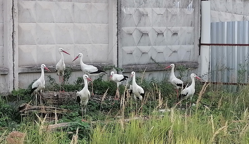 В Калужской области лечат еще одного аиста