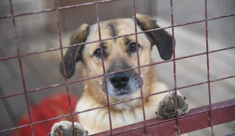 Приютите приюты