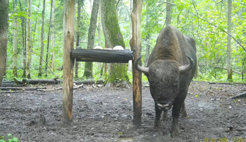 В Калужской области в объектив фотоловушки попал крупный зубр