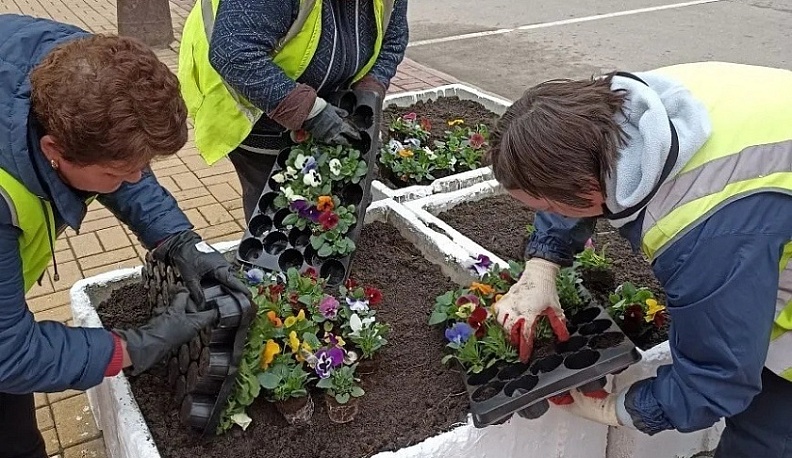 В Калуге начали высаживать весенние цветы