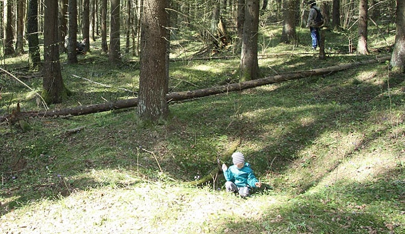 Воронки в грибном лесу