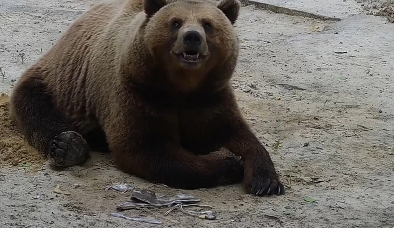 В вольер калужского авиамедведя Мансура пробрался ежик