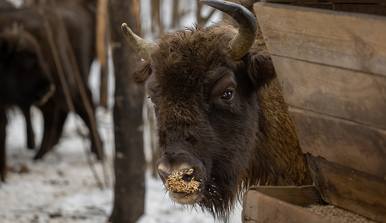 Сено…  по-царски