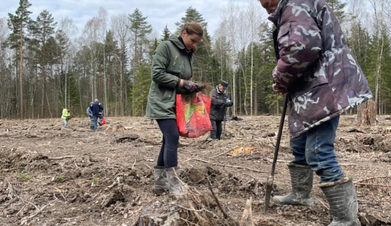 В Людиновском районе начато плановое весеннее искусственное лесовосстановление