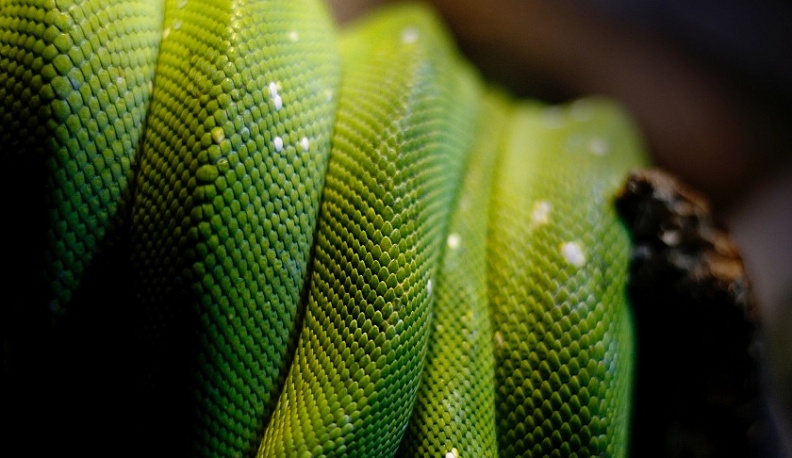 С начала дачного сезона в БСМП обратилось 30 калужан, укушенных змеями