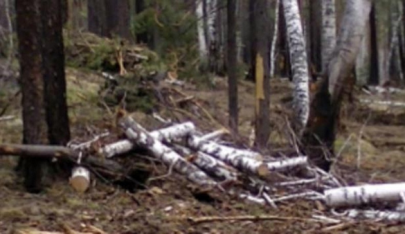 Два года грозит жителю Калужской области за незаконную вырубку деревьев