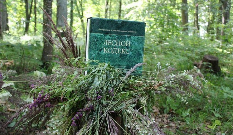 Депутат Геннадий Скляр рассказал о подписанном письме с поправкой к Лесному Кодексу
