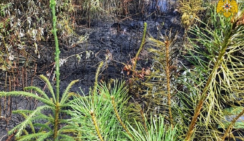 Спасатели потушили второй с начала года лесной пожар под Калугой