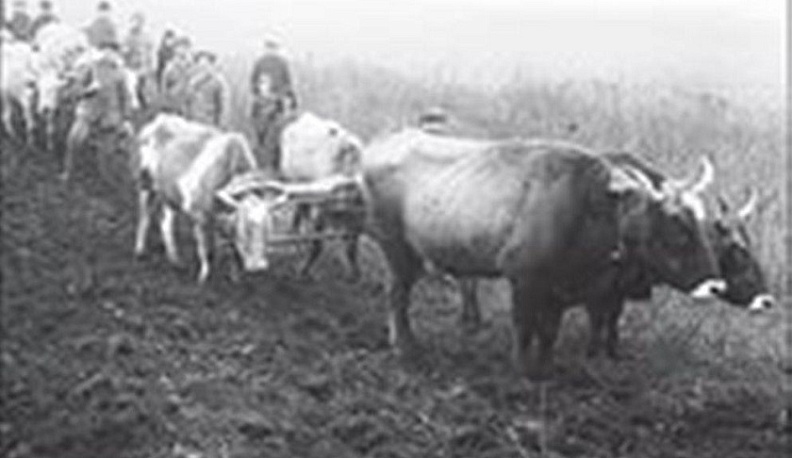 Калужские аграрии внесли свой вклад в Великую Победу в тылу 