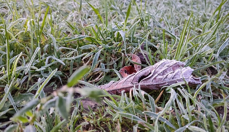 Калужан предупреждают о ночных заморозках