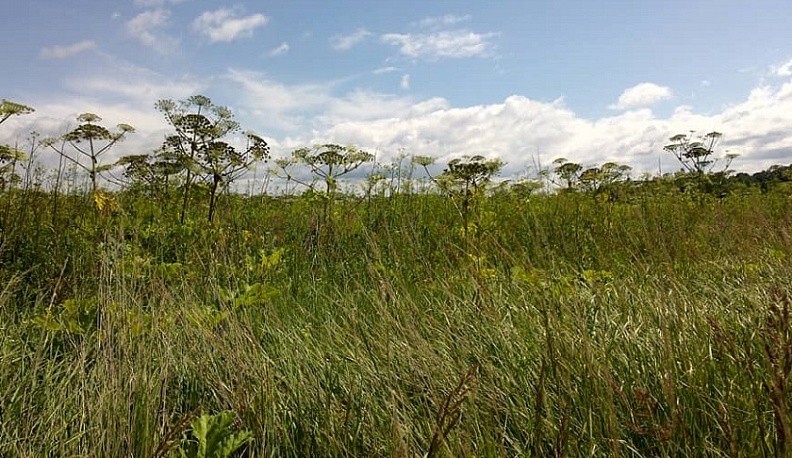В Калужской области оштрафовали собственника земли за зарастание участков
