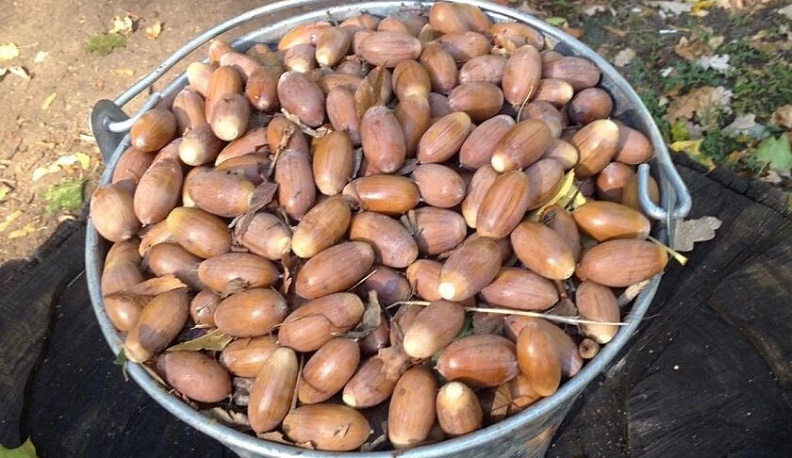 В Калужской области заготовят около 300 кг желудей для посадки