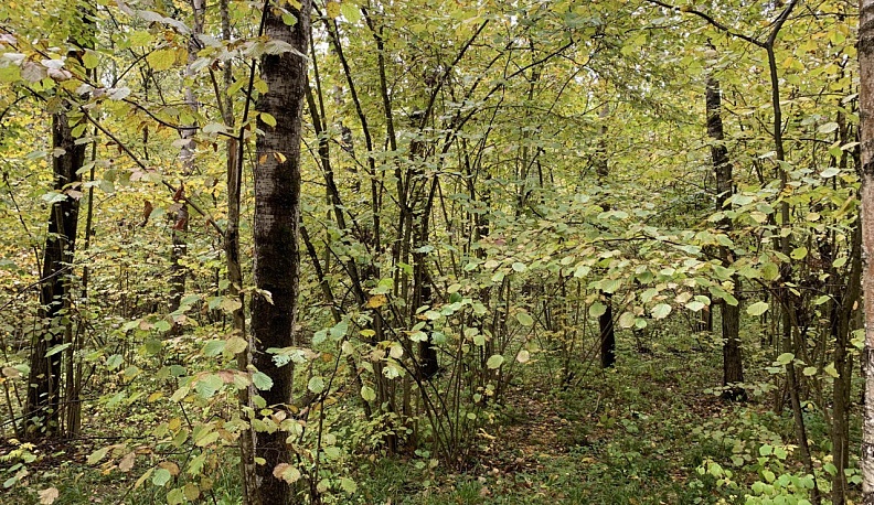 В Калужской области обследовали свыше 340 га лесов