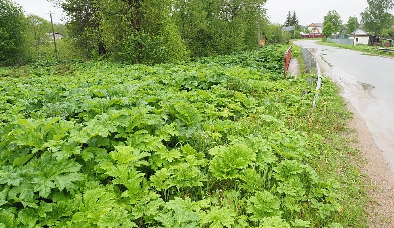 Проснулся сорняк-«чернокнижник»