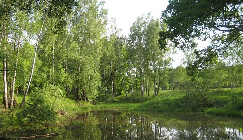 В Тарусском районе расчистят пруды и благоустроят родник