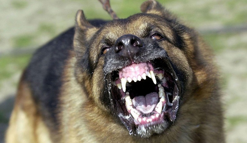 Огромный собачий секрет