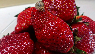 Производство плодов и ягод в Калужской области за 2025 год выросло в три раза