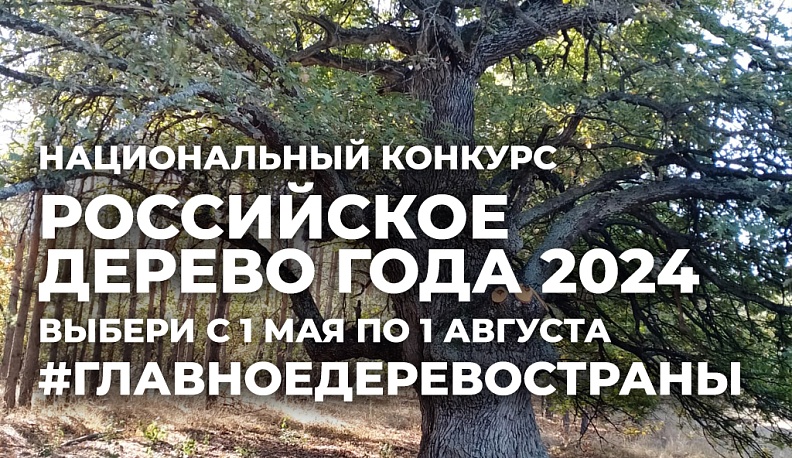 Дуб музея-заповедника «Полотняный Завод» претендует на звание «Российское дерево года»