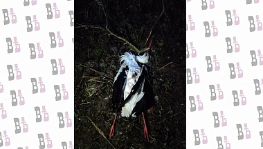 В Думиничах расстреляли аиста