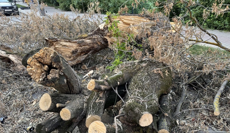 В Калужской области в двух районах незаконно вырубили деревья
