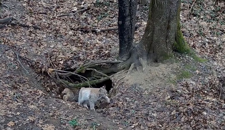 В Калужской области фотоловушки запечатлели редкую рысь с детенышами