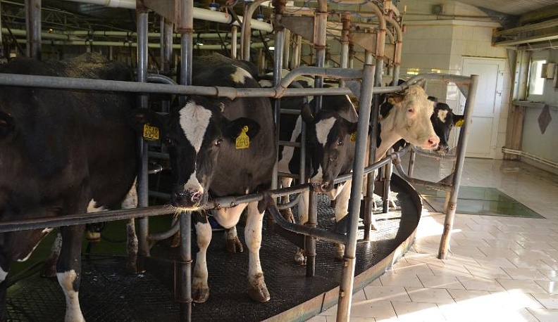 С любовью к профессии, с заботой о животных